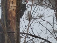 Wisdom from a Woodpecker