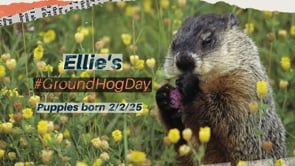 GroundHogDay Puppies