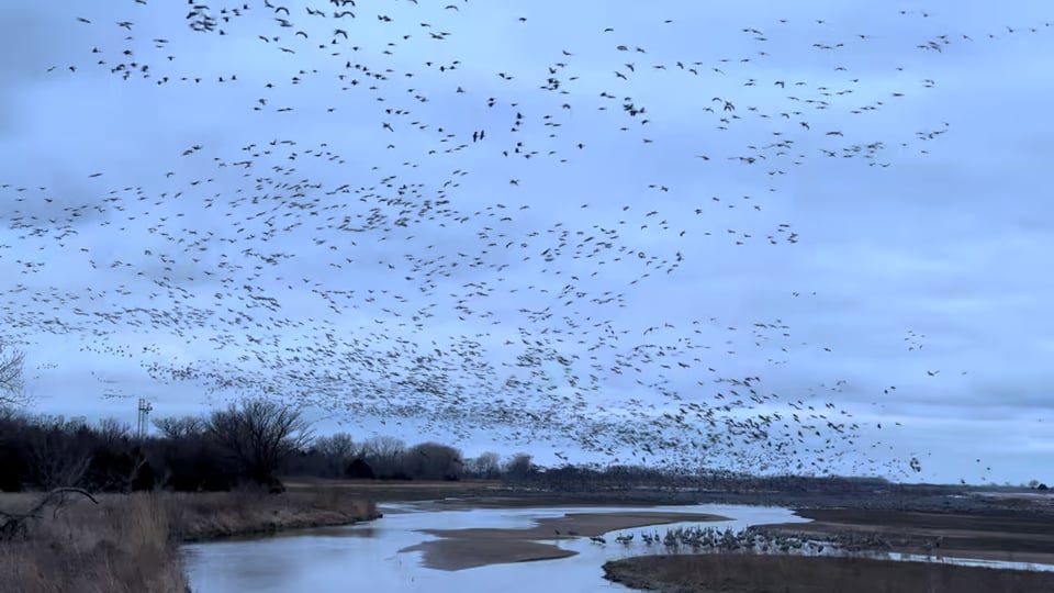 Sandhill Crane Migration