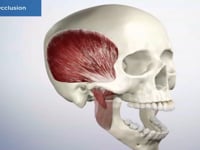 Healthy Occlusion