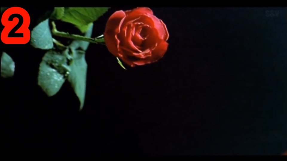 International Plant Appreciation Day