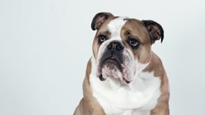 Turnbull & Asser - All About the Dog