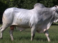 Lote 01