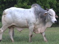 Lote 02