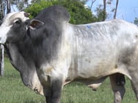 Lote 06