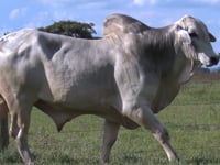 Lote 20