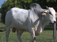 Lote 26