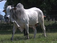 Lote 33