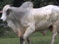 Lote 35