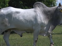 Lote 43
