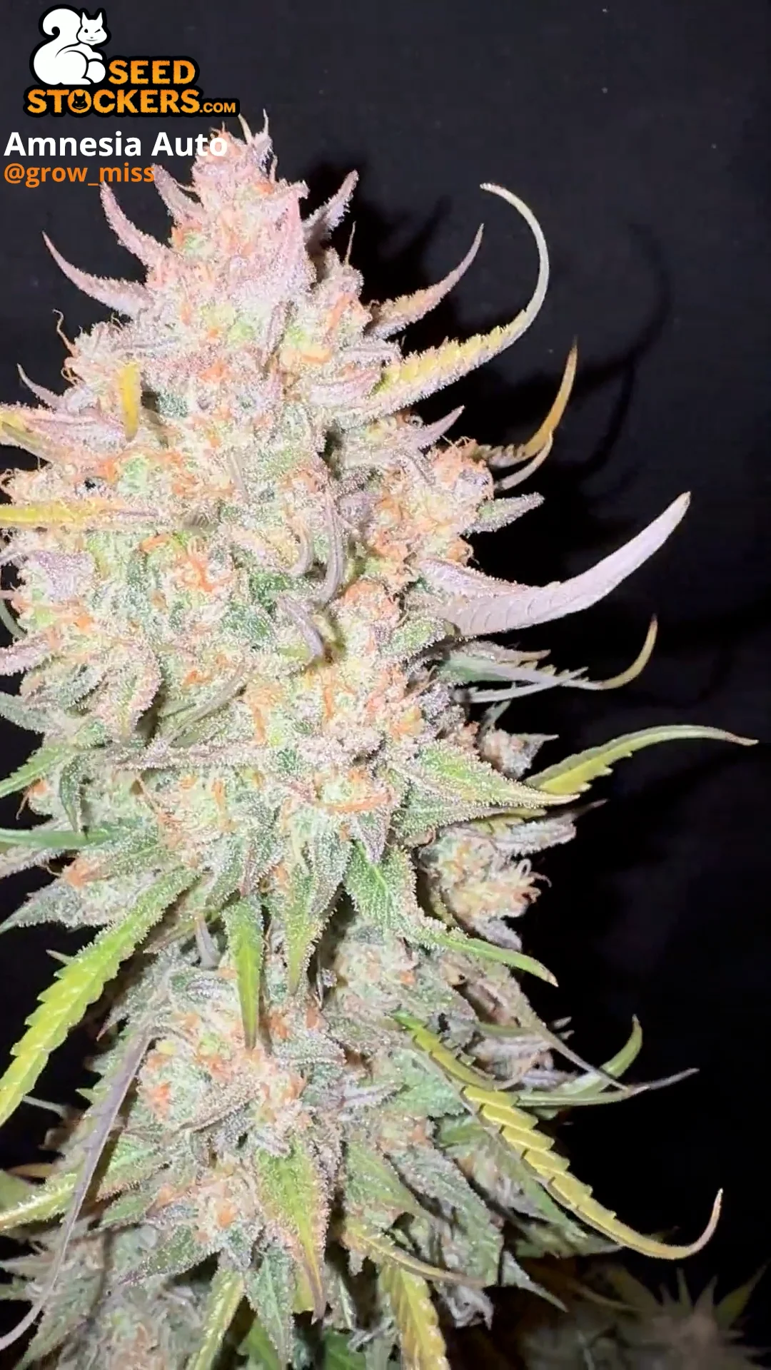 🪴 Amnesia Haze | Autoflower Cannabis Seeds | Shop at