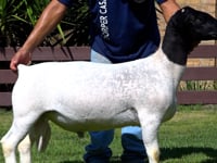 Lote 04