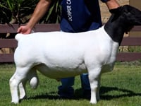 Lote 07