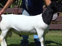 Lote 12