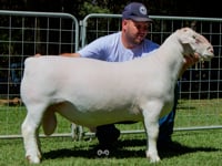 Lote 24