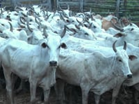 Lote 14PA