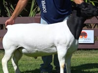 Lote 01