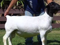 Lote 03