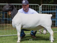 Lote 21