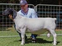 Lote 22