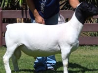 Lote 14