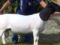Lote 15