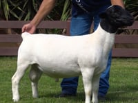 Lote 17