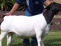 Lote 20
