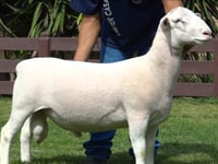 Lote 19