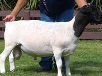 Lote 18