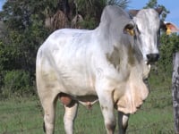 Lote 38