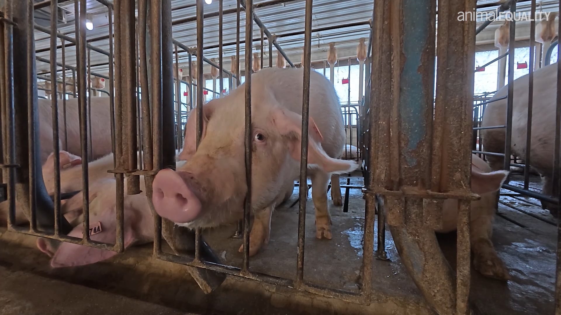 US Pig Farm Investigation