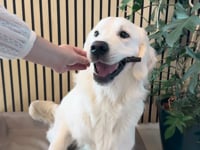 Laat je hond genieten van een heerlijke, natuurlijke snack boordevol eiwitten! Onze 100% natuurlijke pens ondersteunt de spieropbouw, draagt bij aan een gezond gebit&amp;hellip;