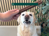 Een gezond gebit begint met de juiste verzorging! Met de WOOOF Dental Sticks geef je jouw hond een smakelijke traktatie die ook nog eens helpt bij het reinigen van&amp;hellip;