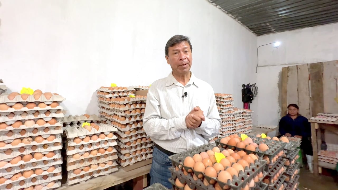 Huevo Orgánico Haras Normandia