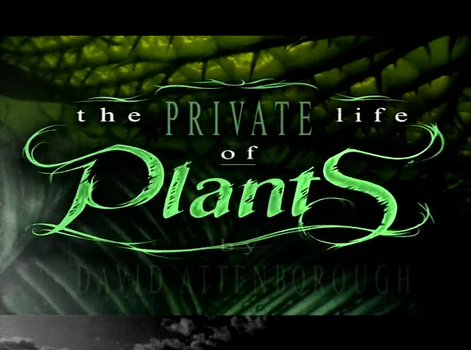 The Private Life of Plants - Flowering (pt-br) | Videos & Movies