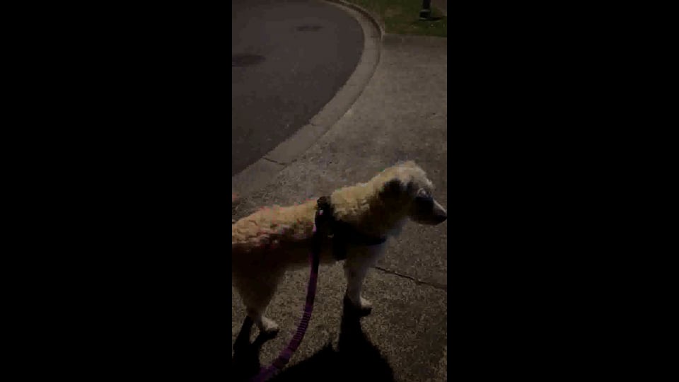 <span>Man’s best friend protected by his “Guardian Angle” </span><span> Peter</span>