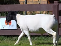Lote 05