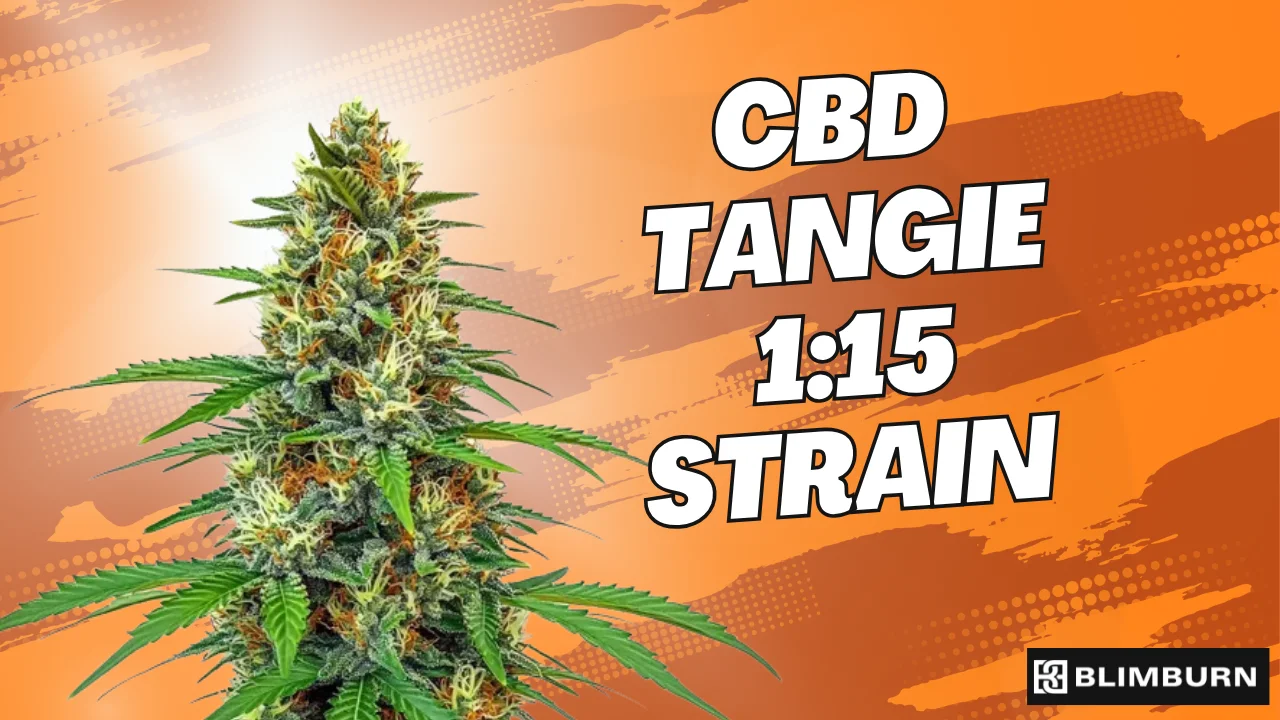 CRD＋α30%トータル93% 1ml  Tangie Kup feminizowane nasiona marihuany Tangie - Royal Queen Seeds