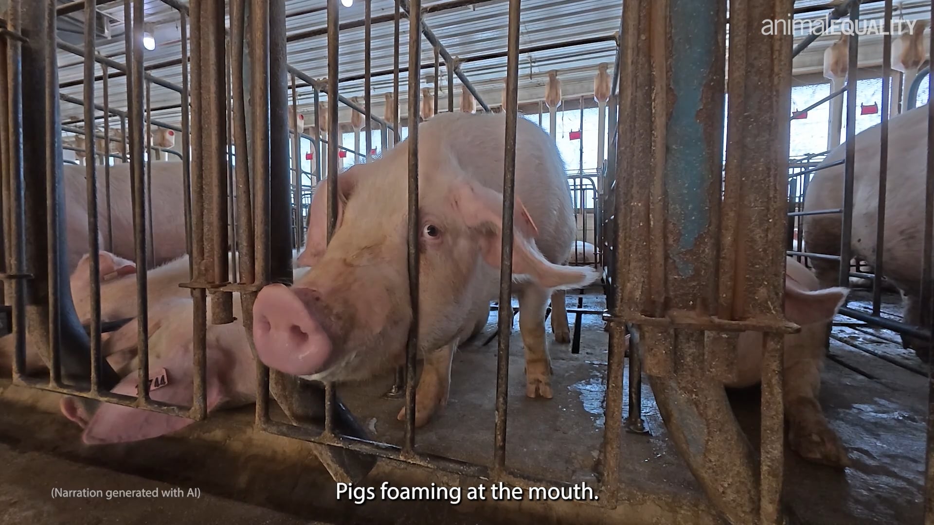 Breaking investigation: Ahold Delhaize cruelty exposed