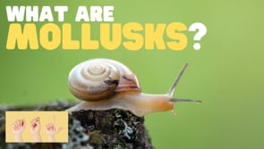 ASL What Are Mollusks?