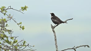 Ring Ouzel