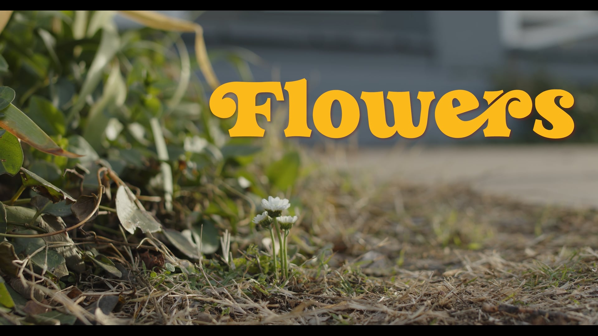 Flowers (2025)