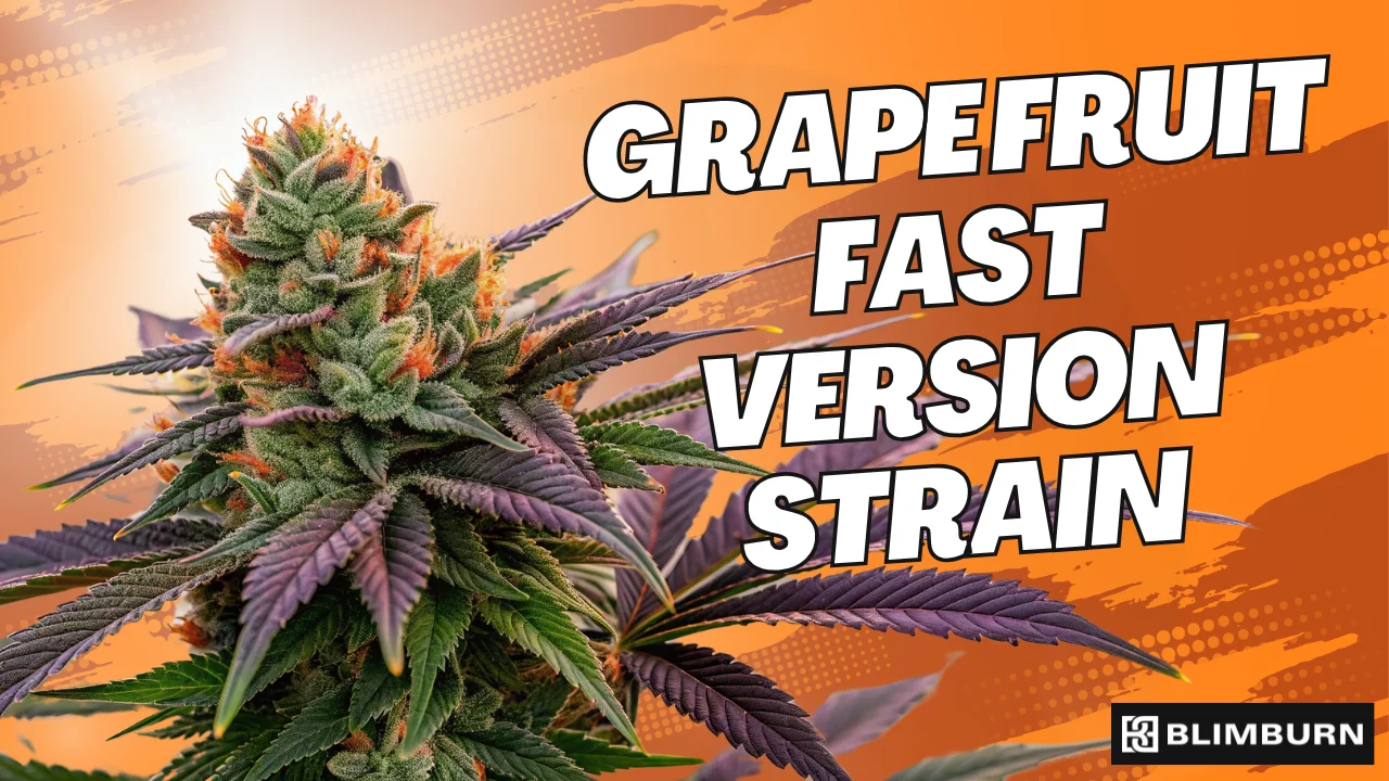 Grape Fruit Fast Version | 18% THC | Buy Cannabis Seeds
