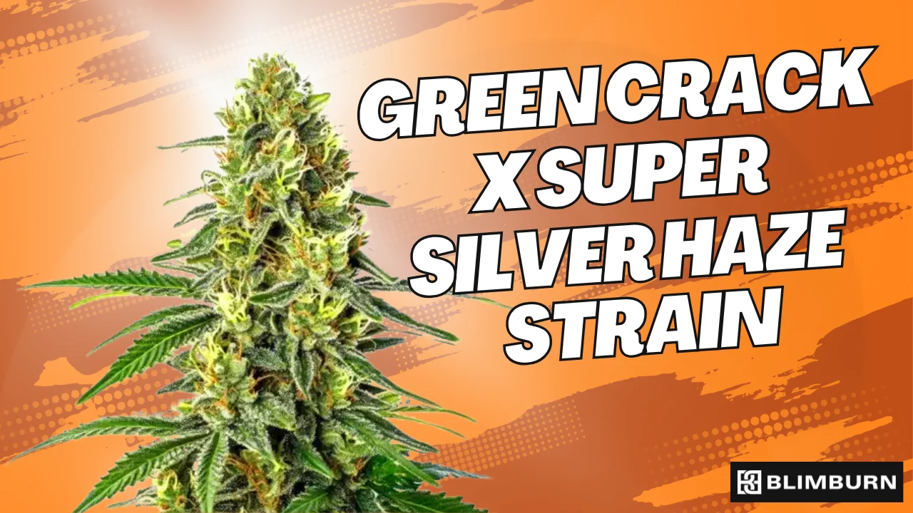 Green Crack X Super Silver Haze | 21% THC | Buy Cannabis
