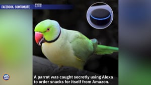 Parrot Orders Snacks On Owner's Amazon Alexa