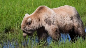 Odyssey Lodge, Alaska