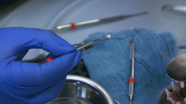 Video Thumbnail Image for PRN ReGum™ Vet by BioChange - What are the benefits of ReGum™ Vet? (Part 2 of 4)