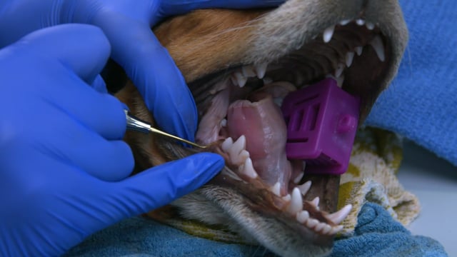 Video Thumbnail Image for PRN ReGum™ Vet by BioChange - What are the benefits of ReGum™ Vet? (Part 3 of 4)
