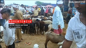 Crueldad expuesta en investigación pionera sobre la industria de la carne de cabra en India